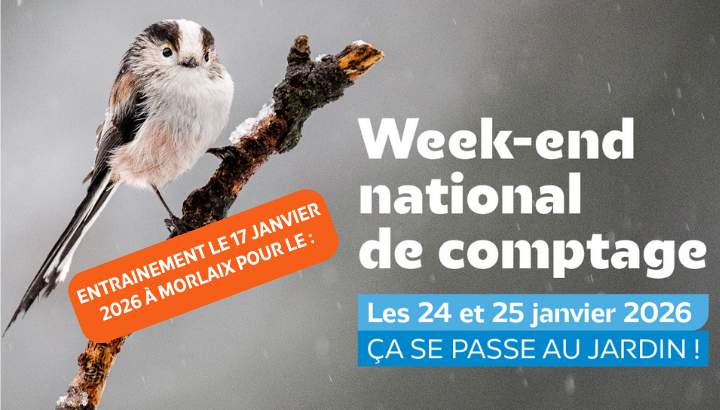 Animation Oiseaux des Jardins à Morlaix